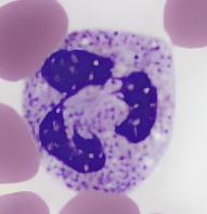 Neutrophiler Granulozyt